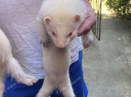 ferrets hobs ready to go