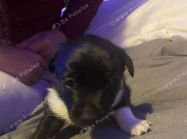 Patterjack 4 girls 1 boy the white one is the boy