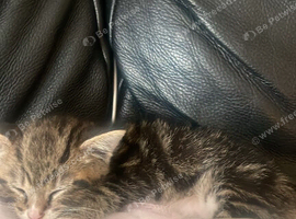 Kitten girl
