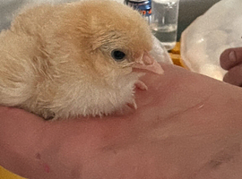 Buff orpington day old chicks healthy chicks unsexed chicken need heat