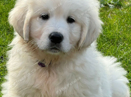 ️ kc golden retrievers health tested ️