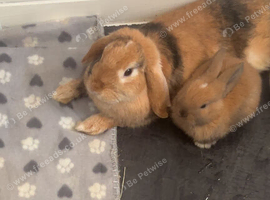 10 week old mini lop