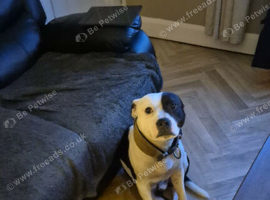 Rehome