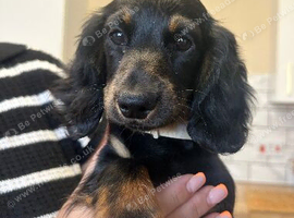 Miniature dachshund puppies - ready now
