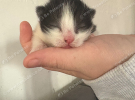 2 kittens look for forever home