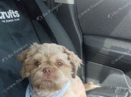 Male shihtzu puppy