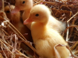 Ducklings for sale Ducks