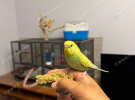 Tame Baby Budgies