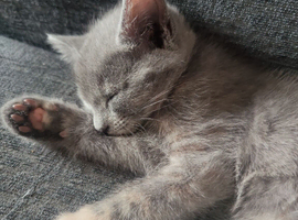 2 beautiful kitten looking for forever homes