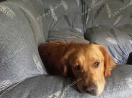 Proven IF dark golden retriever