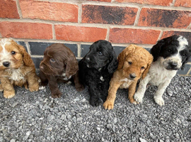 cockapoo puppies