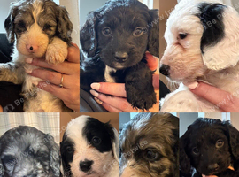 Sprockerpoo puppies