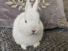 Two baby netherland dwarfs