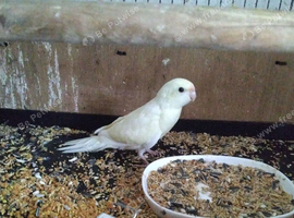 Cream Kakariki