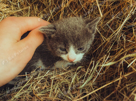 kittens