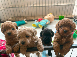 Cavapoo puppies 3 left