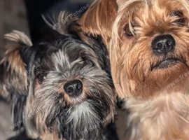 ANMACO  Pups have Arrived!
