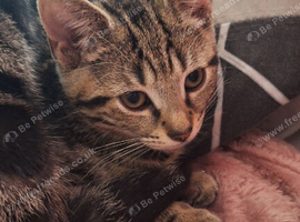 Male kittens