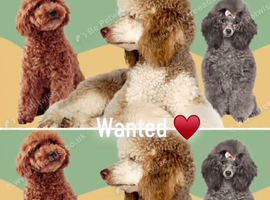 Wanted - Female Toy or Miniature Poodle Puppy