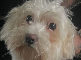 Small Maltese&rsquo;s girl 6 half mths