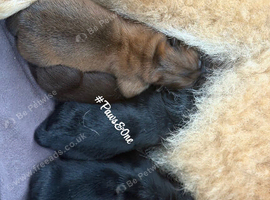 Beautiful Chow Chow Puppies Looking for Loving Homes