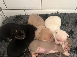 Chihuahua pups 3 (available)