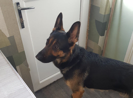 German shepard  boy
