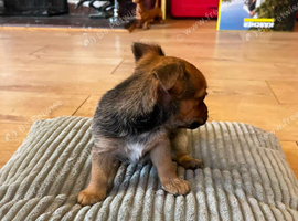 Two small, beautiful chihuahua puppies