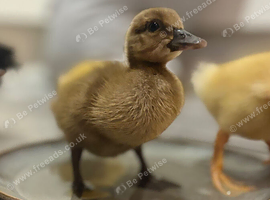 Khaki campbell and cherry valley ducklings