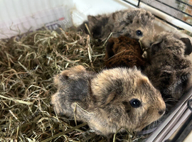 Baby guinea pigs