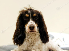 4 year old cockapoo in need of a loving home