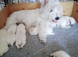 West Highland Terrier for Sale
