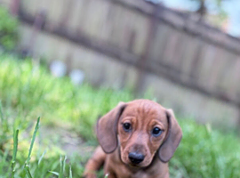 Mini smooth dachshund pups