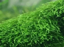 AQUARIUM JAVA MOSS &pound;5.00 (snail free)