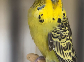 Beautiful variety of budgies