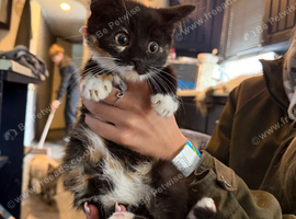 Maine coon x available