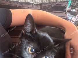Black female kitten