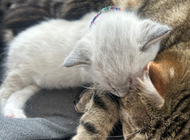 Beautiful Blue Lynx Point ragdoll cross Kittens for Sale