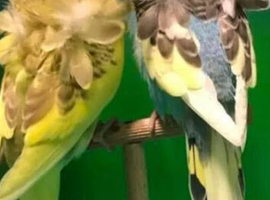 Budgies