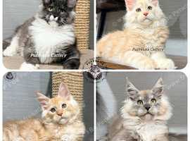 TICA registered Maine coon kittens READY NOW