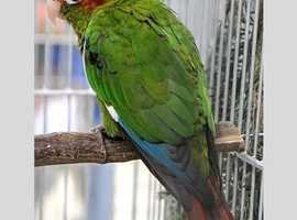 Rose-Crowned Conures & Pearly Conure for Sale