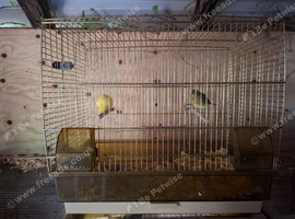 Pair of fife canaries and cage