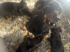 Mini dachshund cross jack puppies