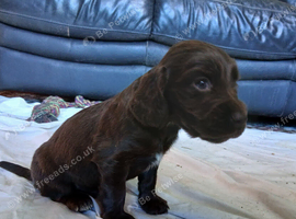 Kc cocker spaniel chocolate pups born 26/07/26