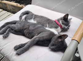 Loving free home for any unwanted pets