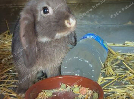 CHOCOLATE MALE MINI LOP