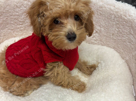 Maltipoo