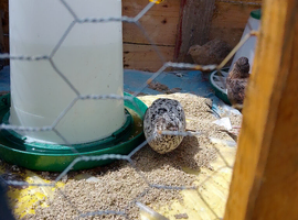 Jumbo coturnix quail male 4 available