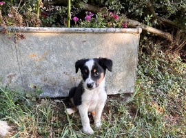 Border collie pup ready for new home