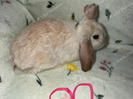 Mini lop bunnies